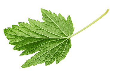 Currant leaf isolated on white background, full depth of field