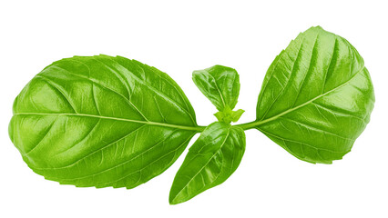 basil, isolated on white background, full depth of field