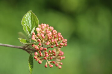 Viburnum buds on a background of bright greenery. Switzerland. Place for text. After the rain.
