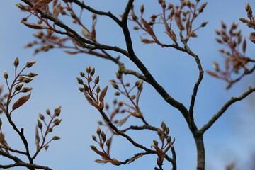Background of fragile twigs of the Amelanchier bush. Switzerland. Bush branches with many buds and young leaves create an incredible pattern.