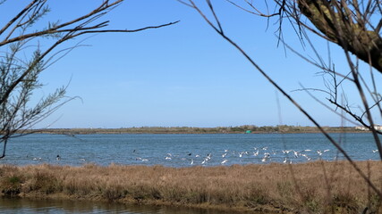 Le valli di Ravenna, uccelli sull'acqua