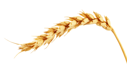 Wheat isolated on white background, full depth of field