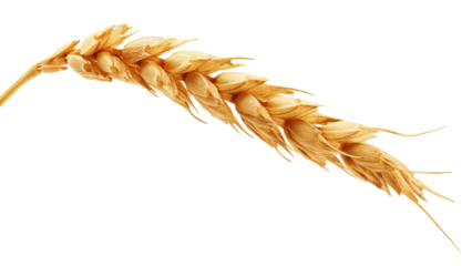 Wheat isolated on white background, full depth of field