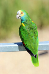 Perroquet vert