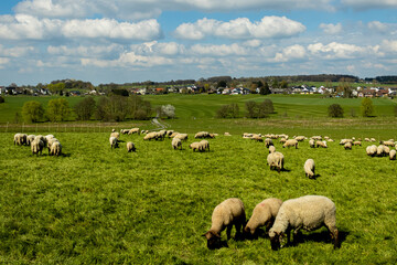 Obraz premium sheep in the field