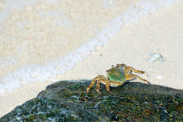 Green crab (latin name Grapsus albolineatus) on the stone in sea.