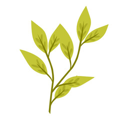Botanical plant.decorative organic leaves.leaf illustration