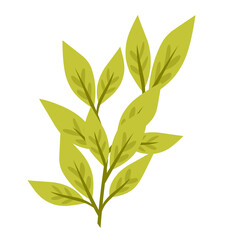 Botanical plant.decorative organic leaves.leaf illustration