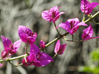 pink flowers