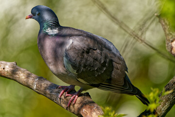 Crested pigeon photographed with a telephoto lens.