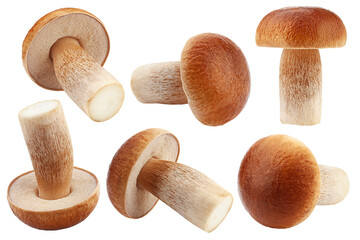 mushroom, boletus edulis, porcini, king bolete, isolated on white background, full depth of field © grey