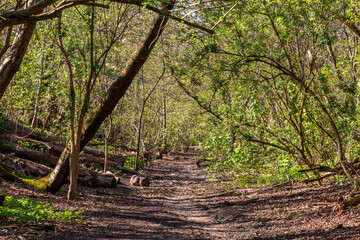 Fototapeta na wymiar A trail though woodland in Sussex, along a disused railway line