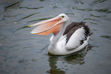 pelican on the water