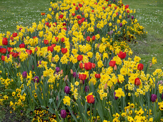 Rot-gelbe Blumenpracht