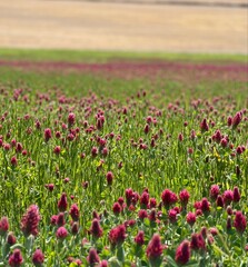 Flower Field