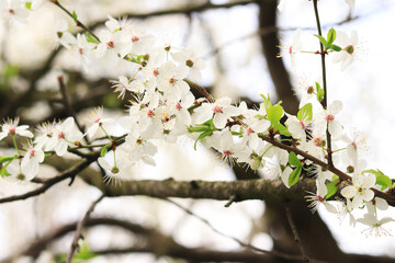 Branches of a tree blooming with white flowers close-up. Spring white flowers on tree branches with selective focus. Spring season in the park, natural background