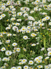 field of daisies