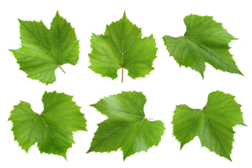 Grape leaf, isolated on white background, full depth of field