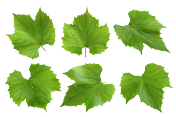 Foto op Canvas Grape leaf, isolated on white background, full depth of field © grey