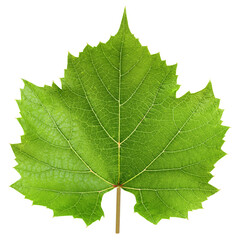 Grape leaf, isolated on white background, full depth of field