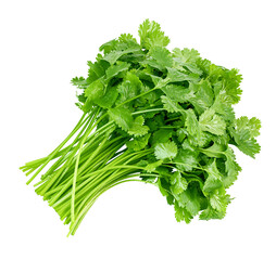 Coriander leaves isolated on white background, full depth of field