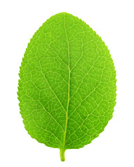 Fototapeta na wymiar Blueberry leaf, isolated on white background, full depth of field