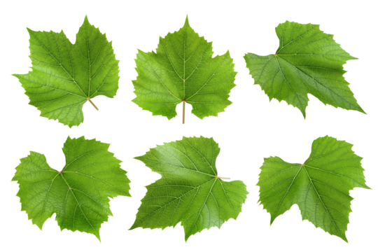 Grape leaf, isolated on white background, full depth of field