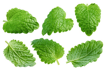 Melissa leaf, lemon balm isolated on white background, full depth of field