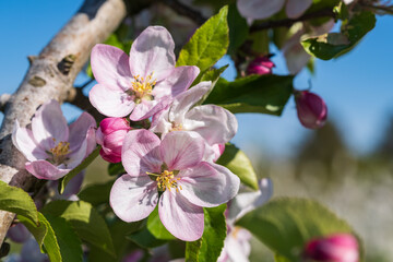Close-up of cherry blossoms in Wiesbaden-Frauenstein - Germany in the Rheingau