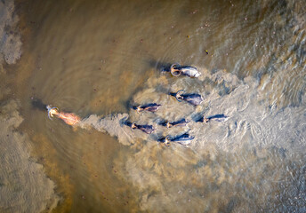 Aerial view of domestic water buffaloes in wetland, Located in Thale Noi, Phatthalung province, Thailand.