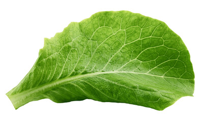 Obraz premium Romain Lettuce leaf isolated on white background, full depth of field