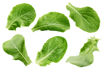 Romain Lettuce leaf isolated on white background, full depth of field