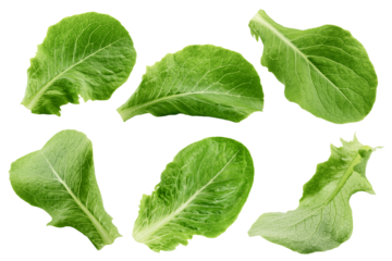 Romain Lettuce leaf isolated on white background, full depth of field