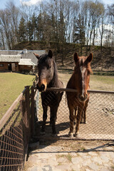 Two brown horses stand behind a fence