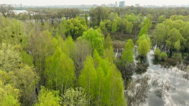 River lake swamp water forest spring nature park tree green