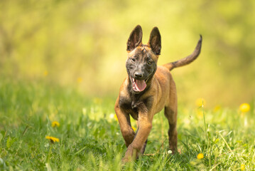 Malinois puppy dog on a green meadow with dandelions in the season spring. Doggy is 12 weeks old.