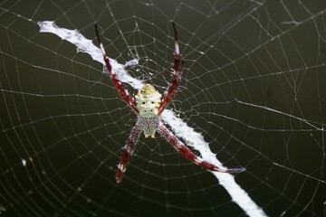 Spider