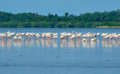 Fototapeta na wymiar Flamingoes resting in Pulicat Lake in Tamil Nadu, India