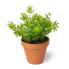 Plant pot with fresh green sweet woodruff plant with buds close up isolated on white background