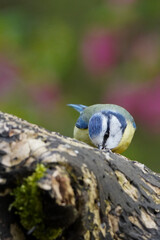 Blue Tit foraging for food on a tree