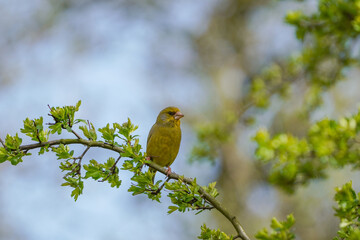 Obraz premium Greenfinch perched on a branch of a Hawthorn tree