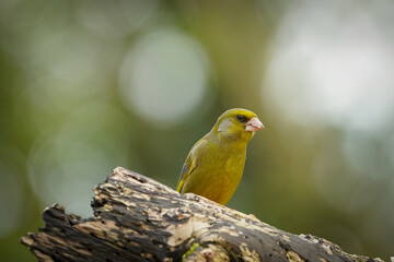 Greenfinch perched on a log