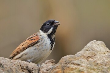 Reed Bunting perched on a log