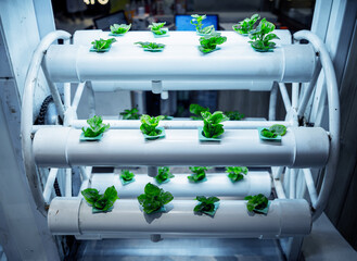 Racks with young microgreens in pots under led lamps in hydroponics vertical farms.