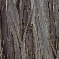 Details of the bark of cupressus cashmeriana
