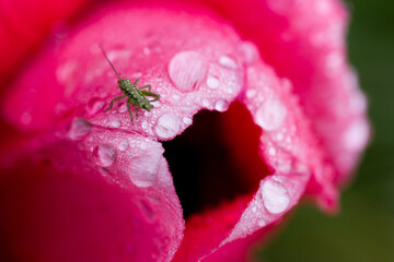 Une petite sauterelle verte sur une tulipe rouge couverte de rosée. Petit insecte vert dans des...