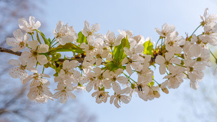 Japanese cherry tree aka Sakura bloom in early Spring in house garden at blue sky and sunny day. Beauty of nature