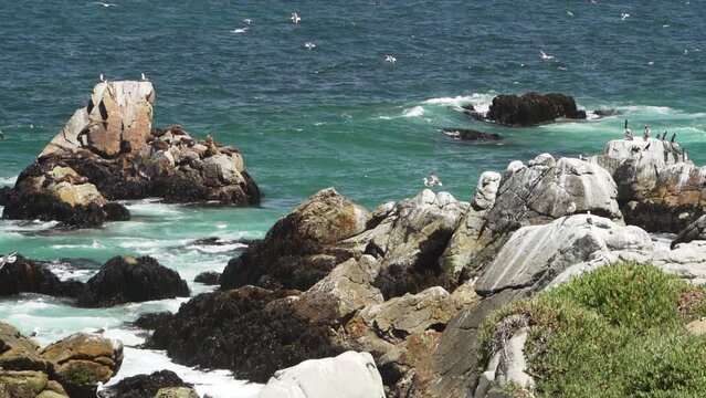 slow motion of sea birds like cormorant diving for fish on the rocky coastline of the pacific ocean in Chile.