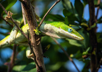 Green Anole waiting to ponce