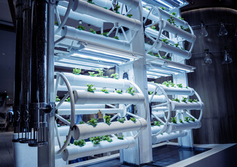 Racks with young microgreens in pots under led lamps in hydroponics vertical farms.